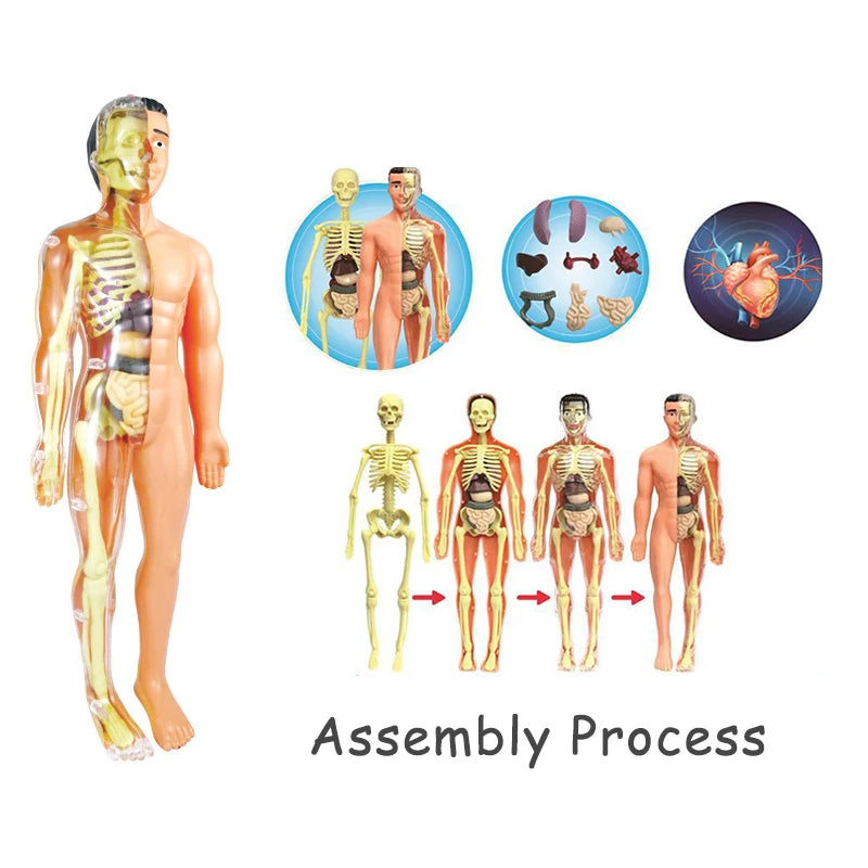 3D Human Anatomy Torso Model - Educational Assembly Kit for Children, Teaching Tools for Early Learning of Human Organs