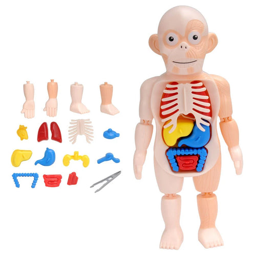 3D Human Anatomy Torso Model - Educational Assembly Kit for Children, Teaching Tools for Early Learning of Human Organs