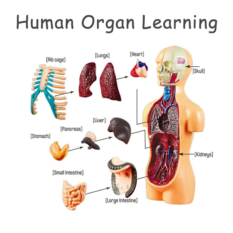 3D Human Anatomy Torso Model - Educational Assembly Kit for Children, Teaching Tools for Early Learning of Human Organs