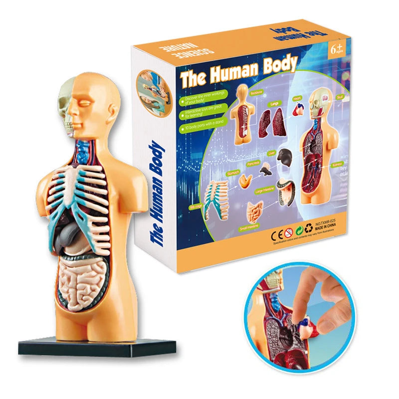 3D Human Anatomy Torso Model - Educational Assembly Kit for Children, Teaching Tools for Early Learning of Human Organs