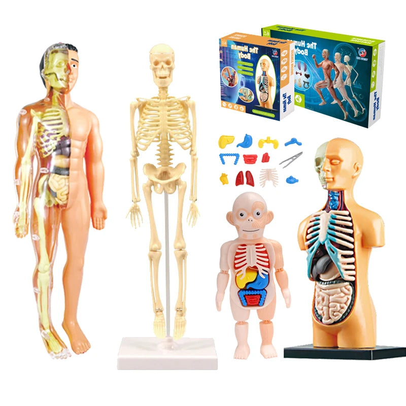 3D Human Anatomy Torso Model - Educational Assembly Kit for Children, Teaching Tools for Early Learning of Human Organs