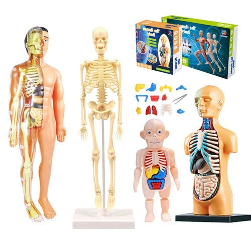 3D Human Anatomy Torso Model - Educational Assembly Kit for Children, Teaching Tools for Early Learning of Human Organs
