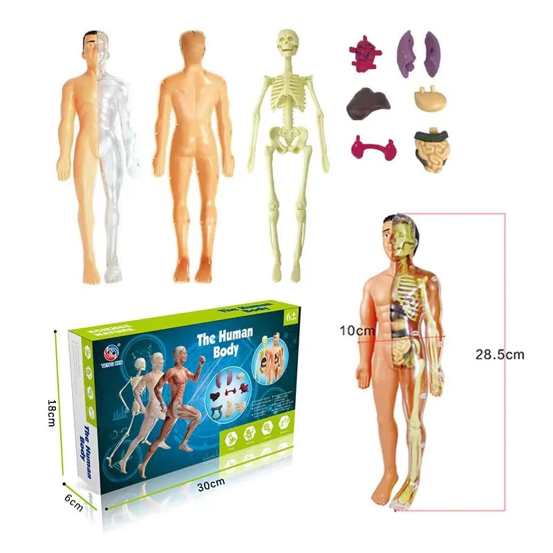 3D Human Anatomy Torso Model - Educational Assembly Kit for Children, Teaching Tools for Early Learning of Human Organs